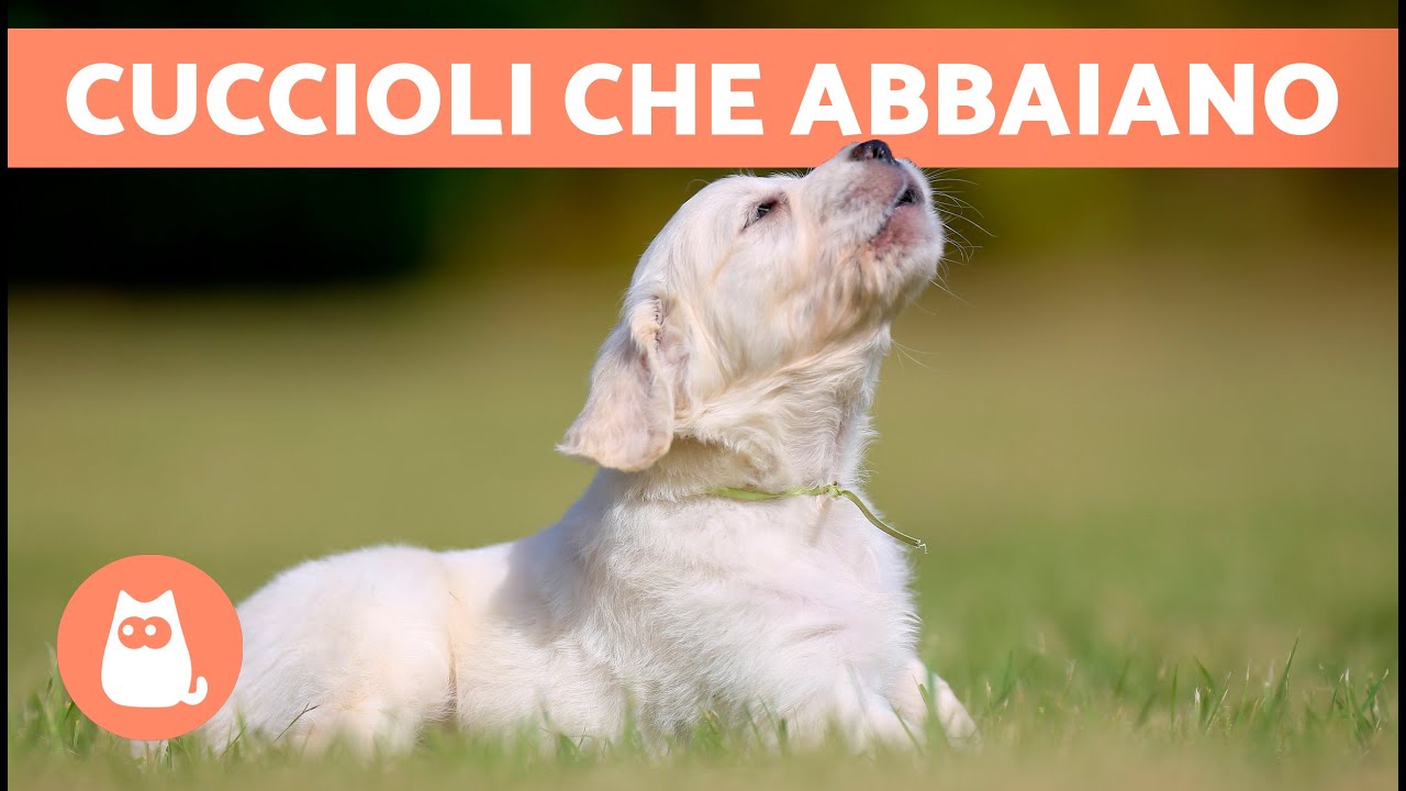 cani che abbaiano poco piccola taglia