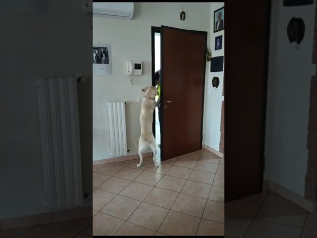 cani che si montano le padrone