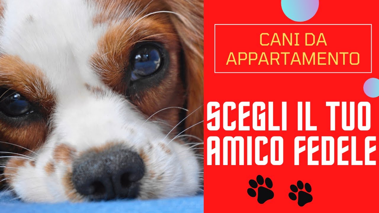 cani di piccola taglia a pelo lungo