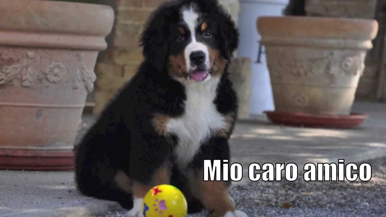canzoni da dedicare al proprio cane