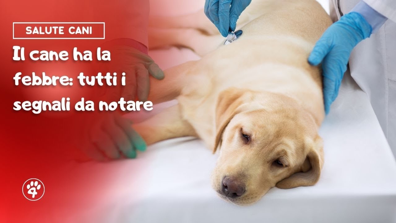 capire se il cane ha la febbre