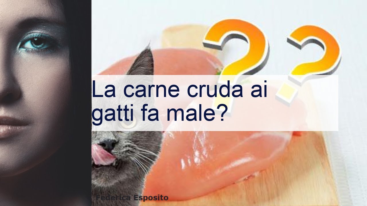 carne cruda ai gatti fa venire i vermi