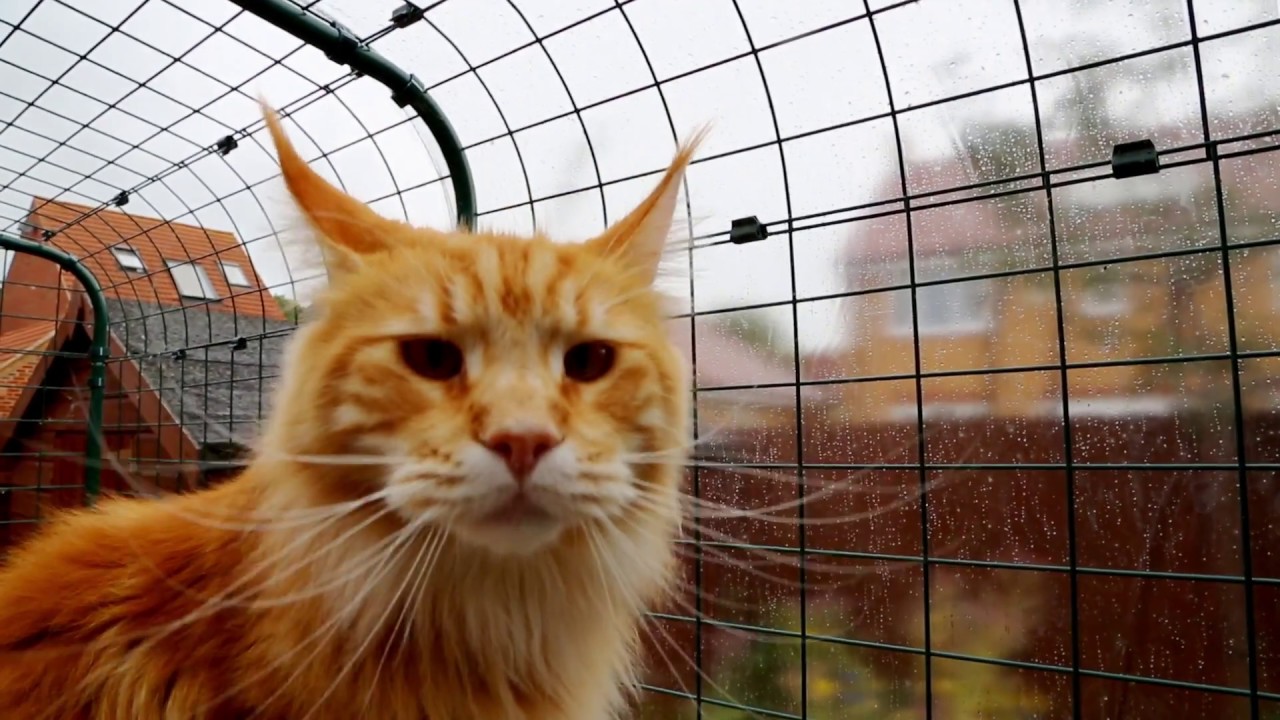 catio per gatti fai da te