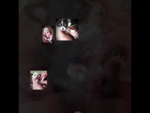 chihuahua bianco e nero pelo corto