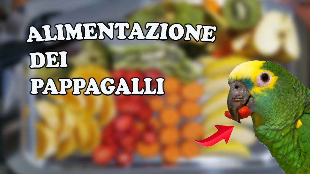 cibo per cocorite fatto in casa
