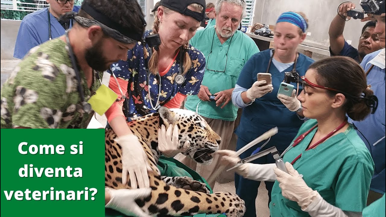 clinica veterinaria di russi - associazione professionale recensioni