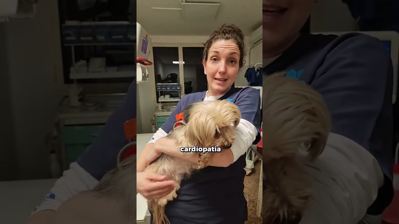 collasso tracheale cane aspettative di vita
