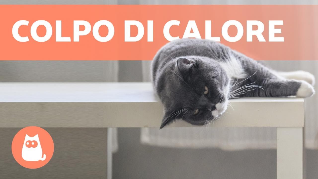 colpo di calore gatto cosa fare