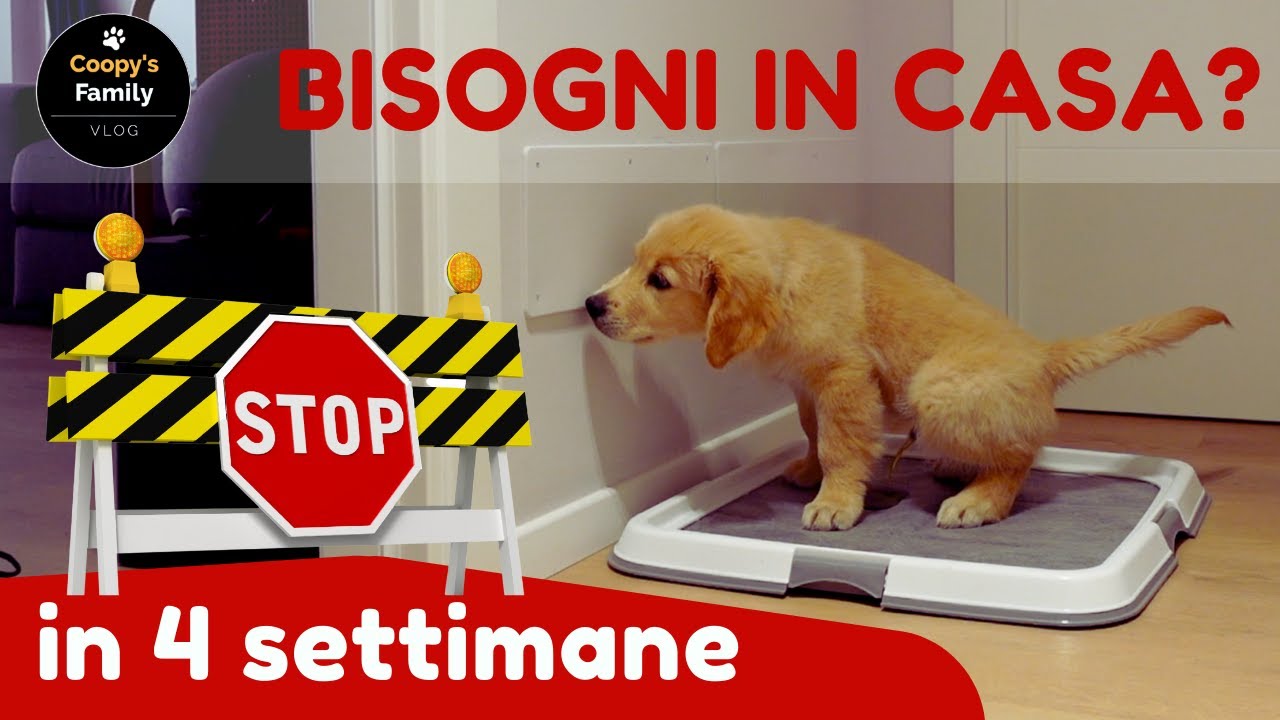 come abituare il cucciolo alla traversina
