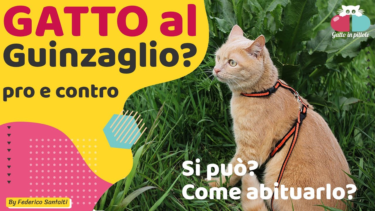 come abituare il gatto al guinzaglio