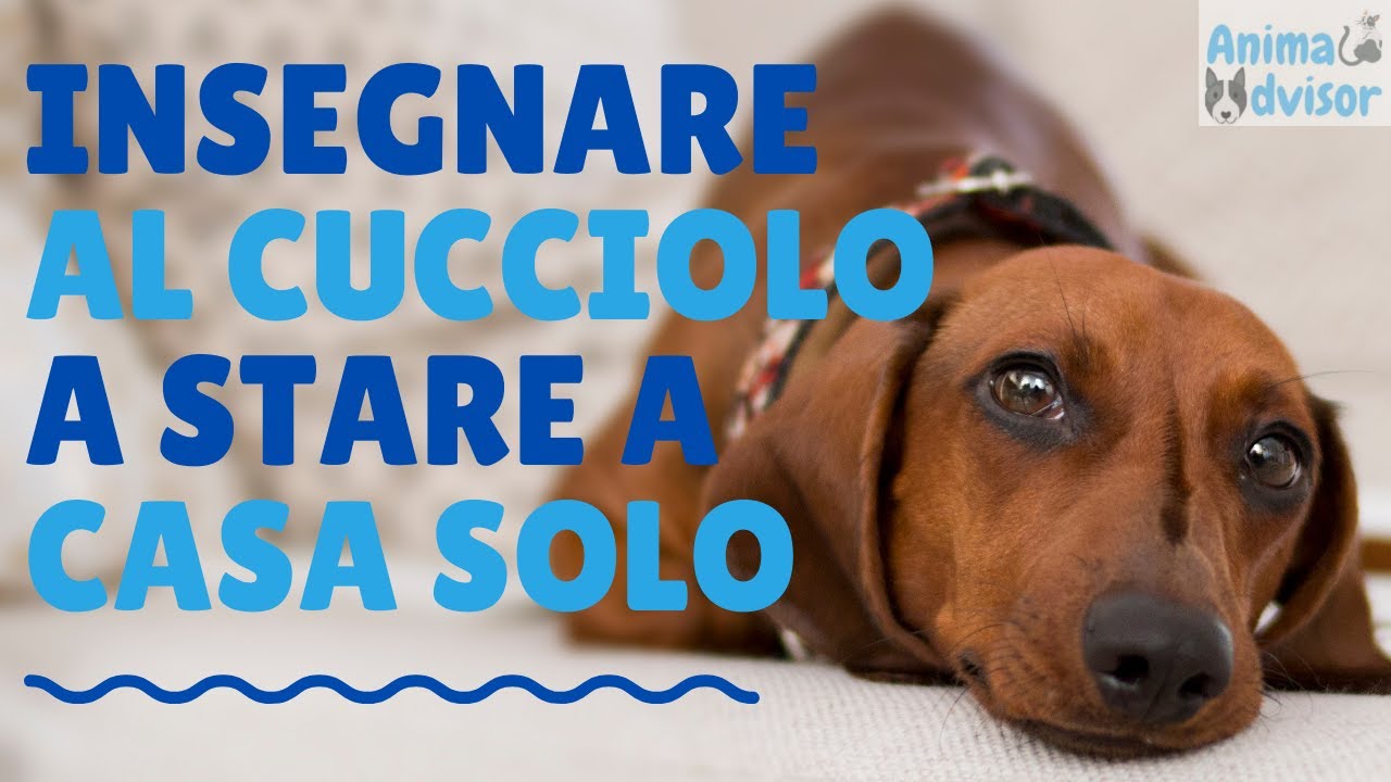 come abituare un cucciolo a stare da solo