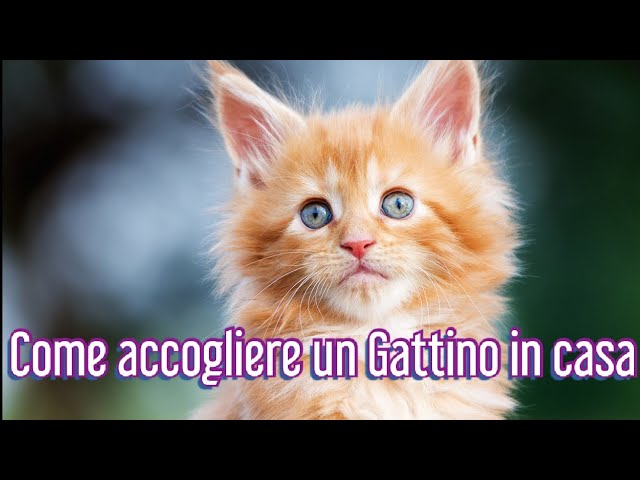 come accogliere un gattino in casa