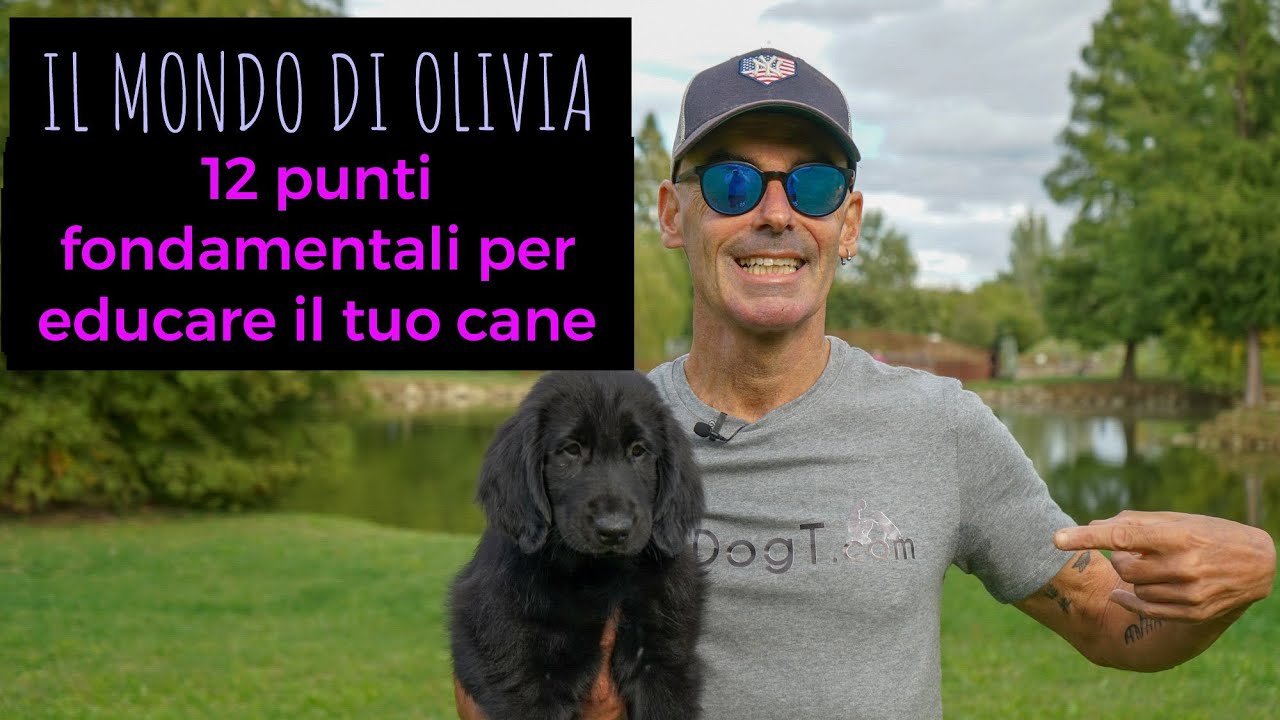 come addestrare un cucciolo di cane