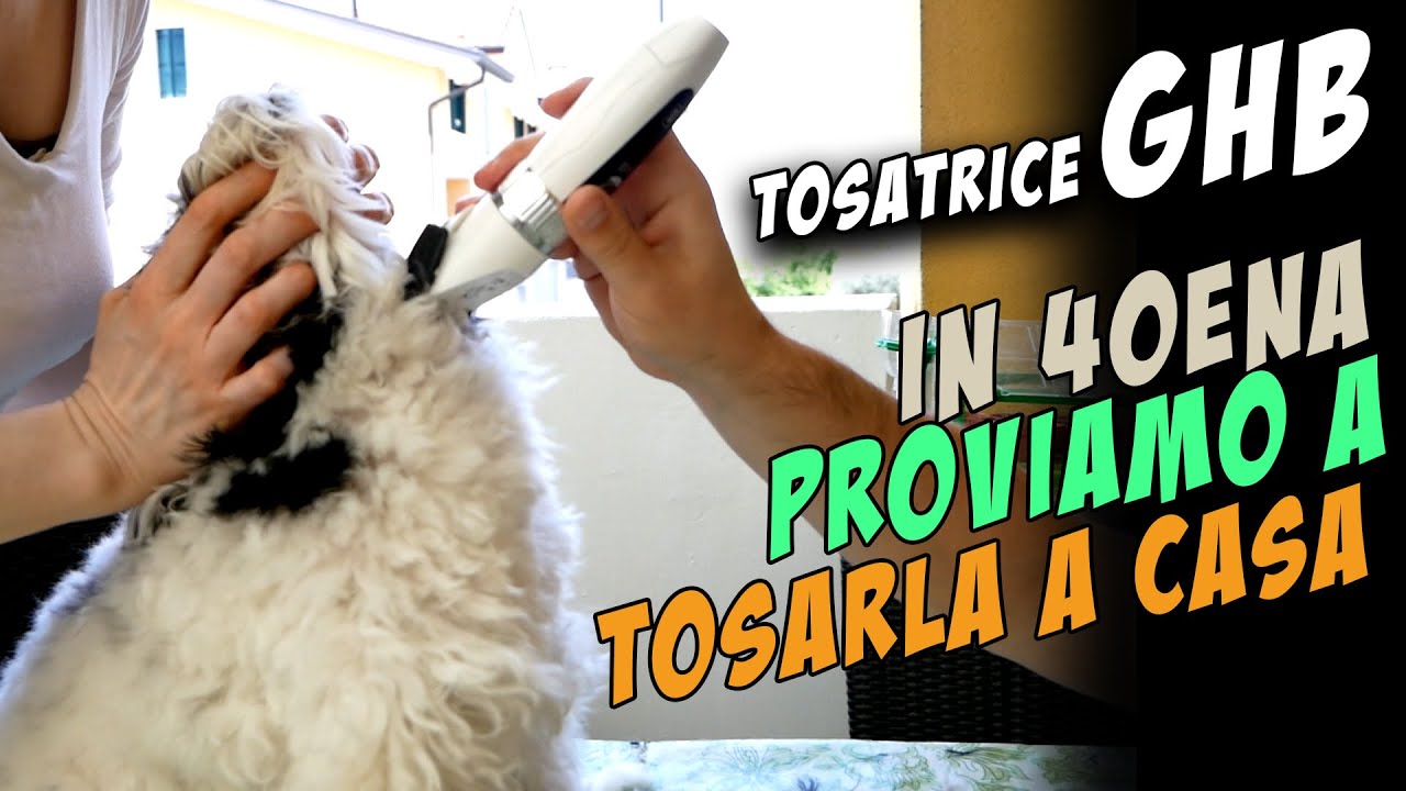 come addormentare un cane per tosarlo