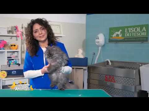 come addormentare un gatto per tosarlo