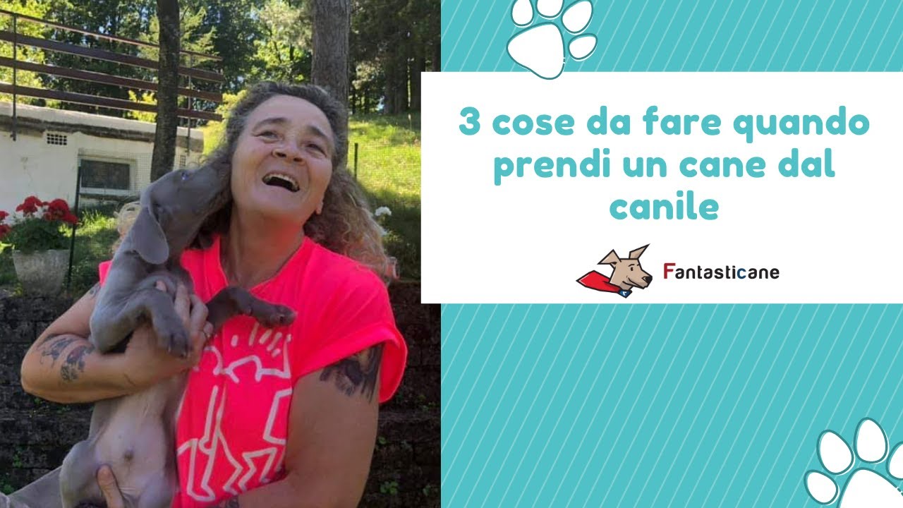 come adottare un cane dal canile
