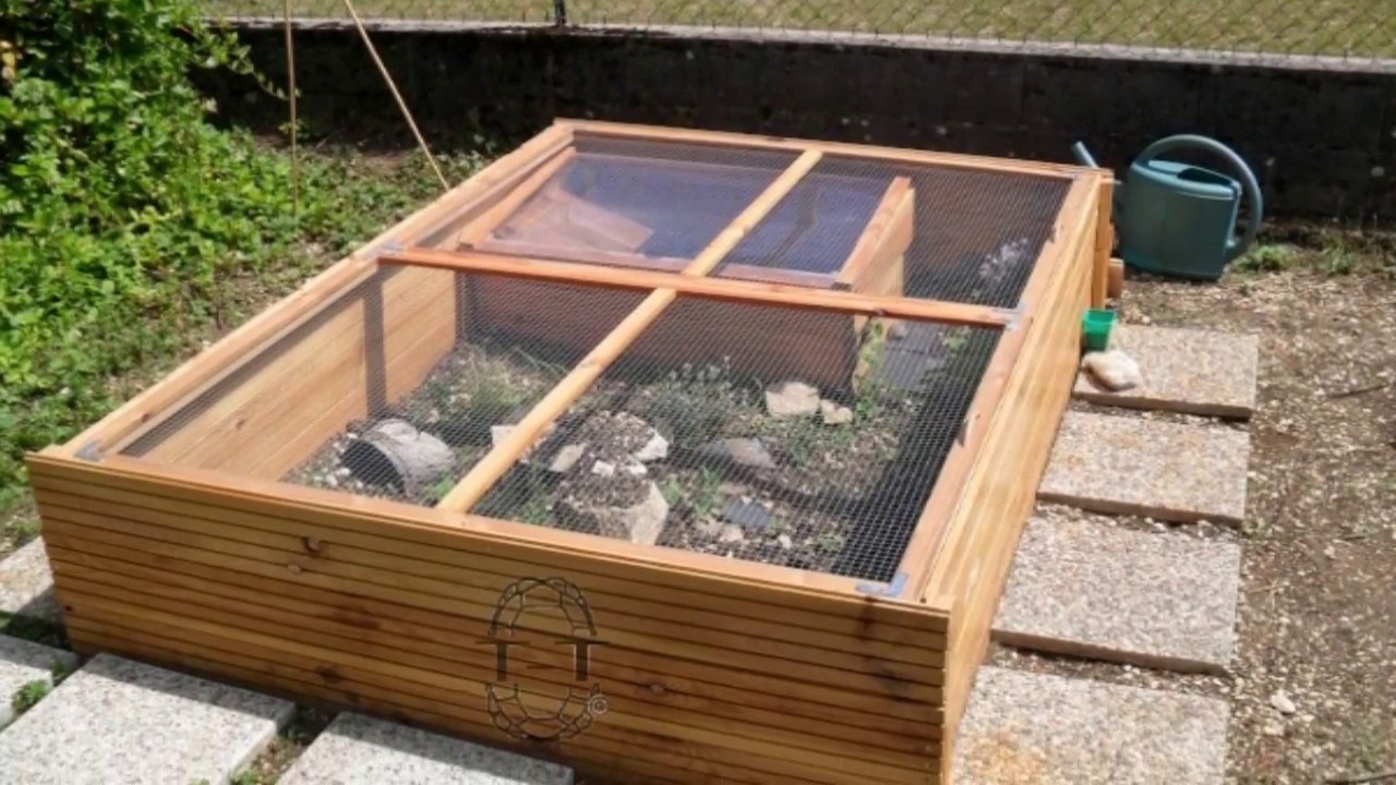 come allevare tartarughe di terra in casa