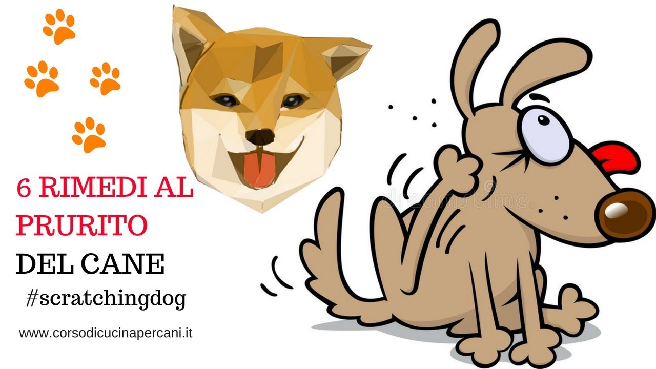 come alleviare il prurito al cane