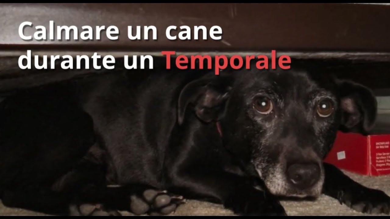 come calmare i cani durante un temporale