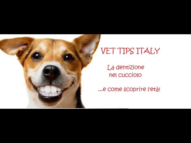 come capire l'età di un cane dai denti