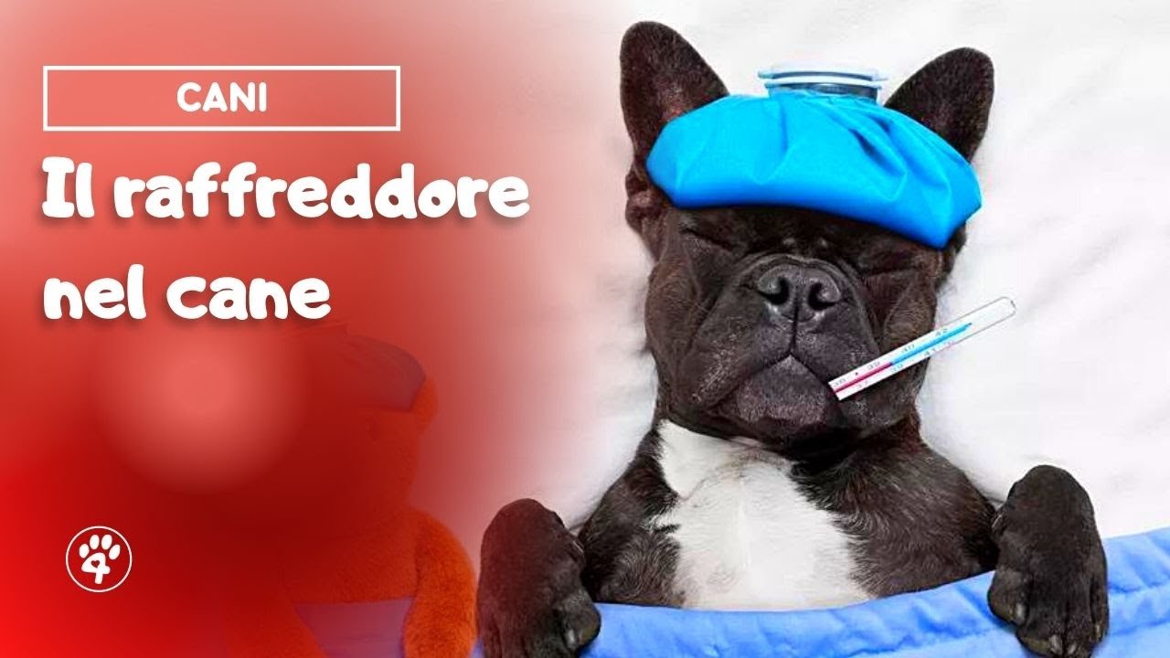 come capire se il cane ha il raffreddore