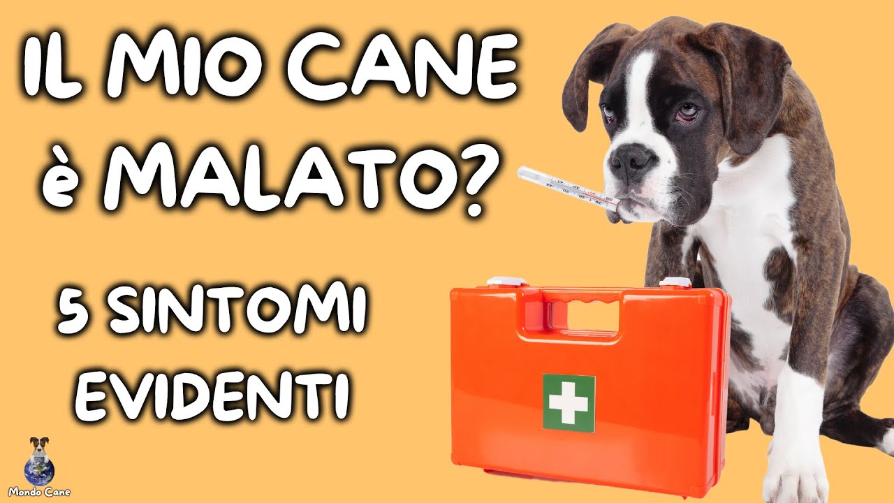 come capire se il cane ha mal di denti