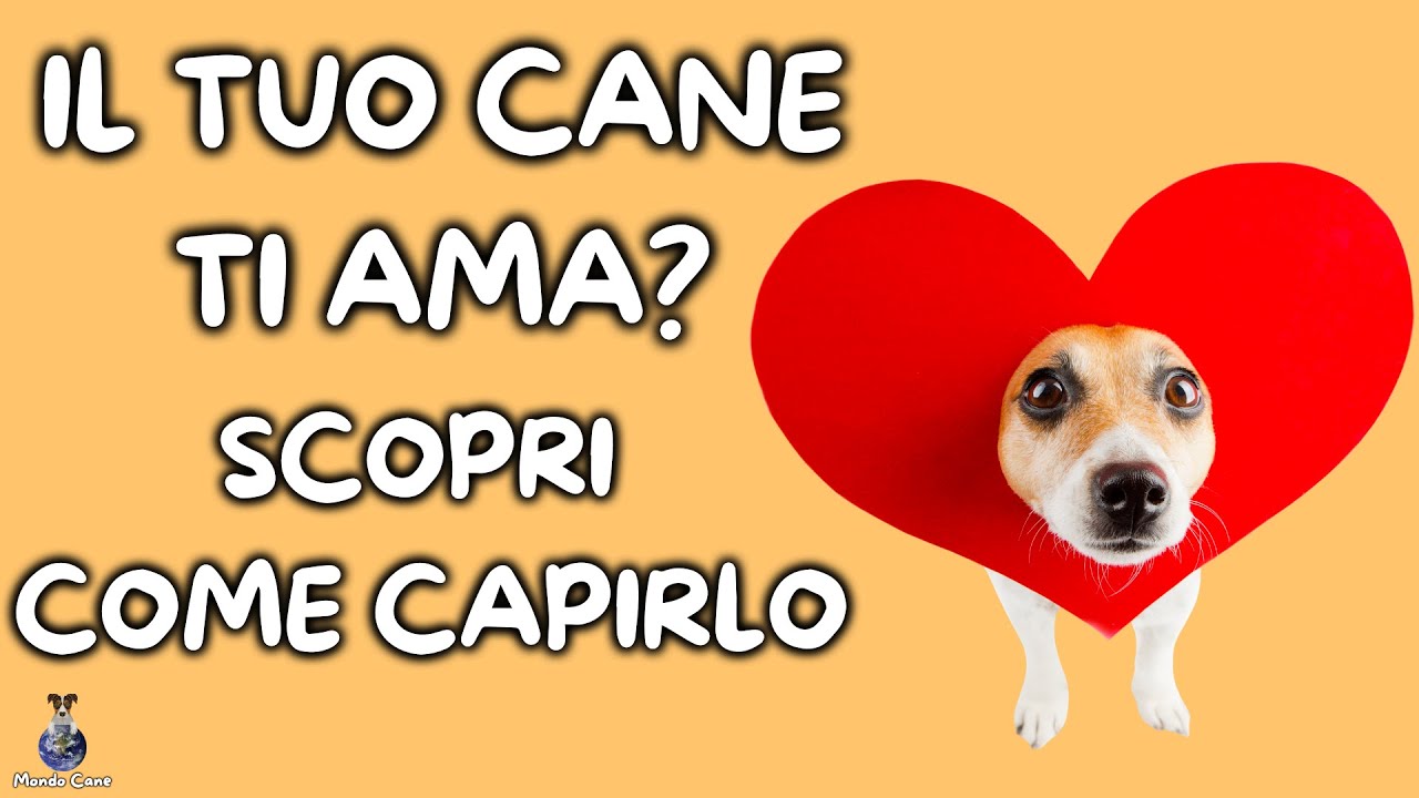 come capire se il tuo cane ti vuole bene