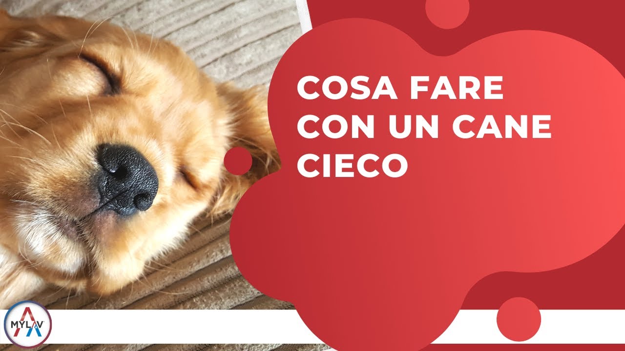 come capire se un cane è cieco