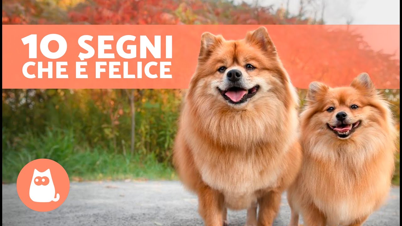 come capire se un cane è felice