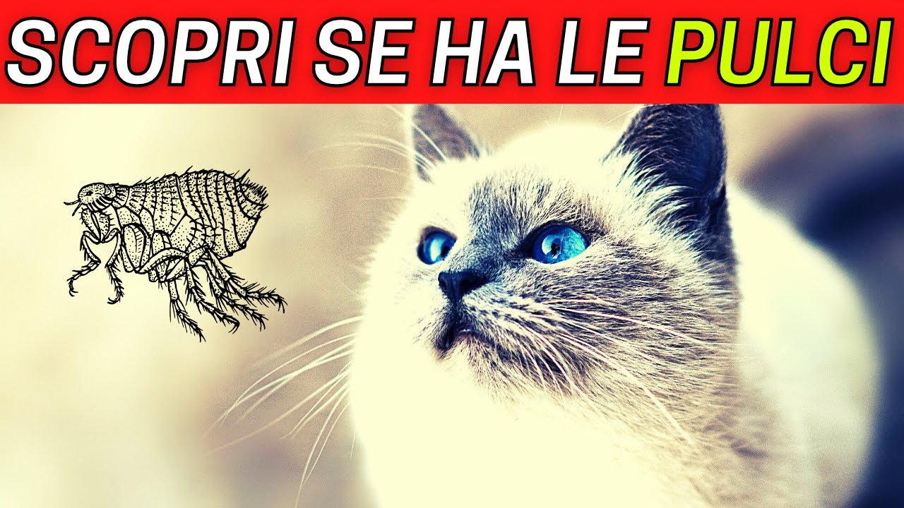 come capire se un gatto ha le pulci
