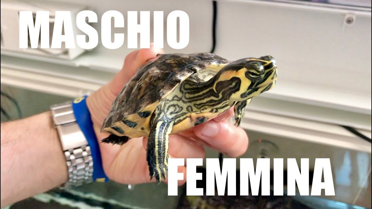 come capire se una tartaruga d'acqua è maschio o femmina
