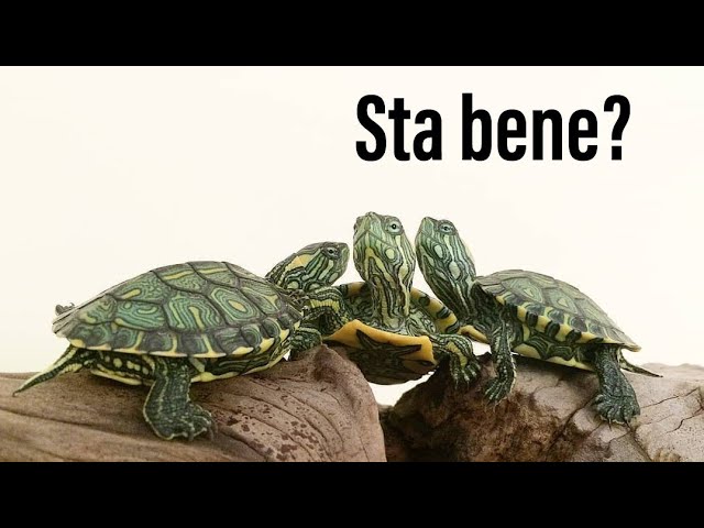 come capire se una tartaruga d'acqua sta male