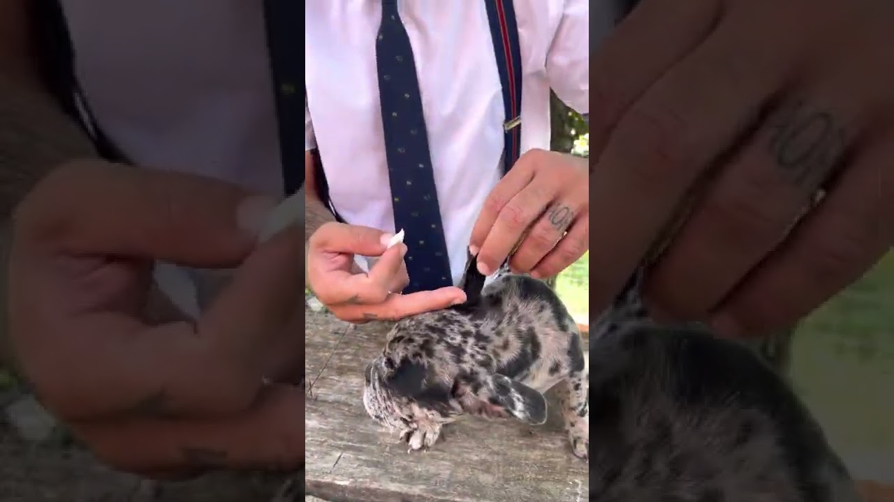 come correggere le orecchie dei cani