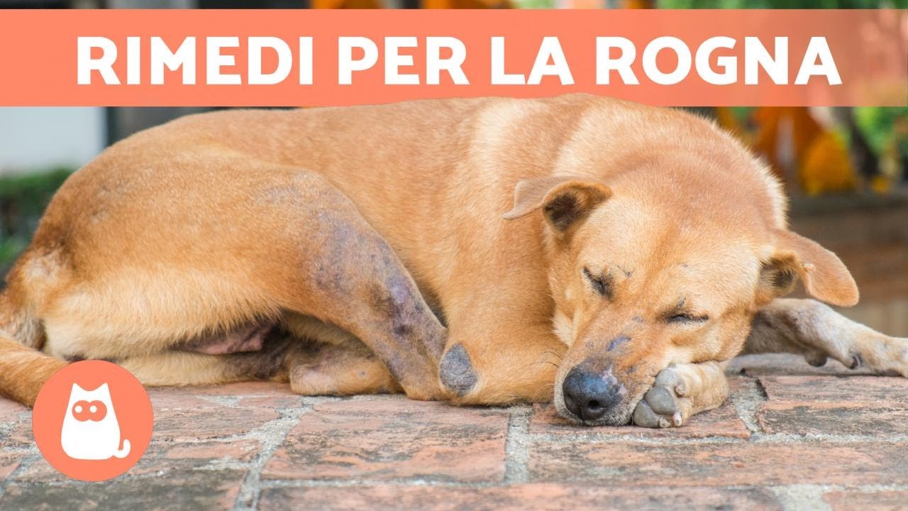 come curare la rogna del cane con metodi naturali