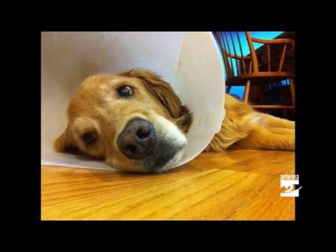 come curare le ferite del cane