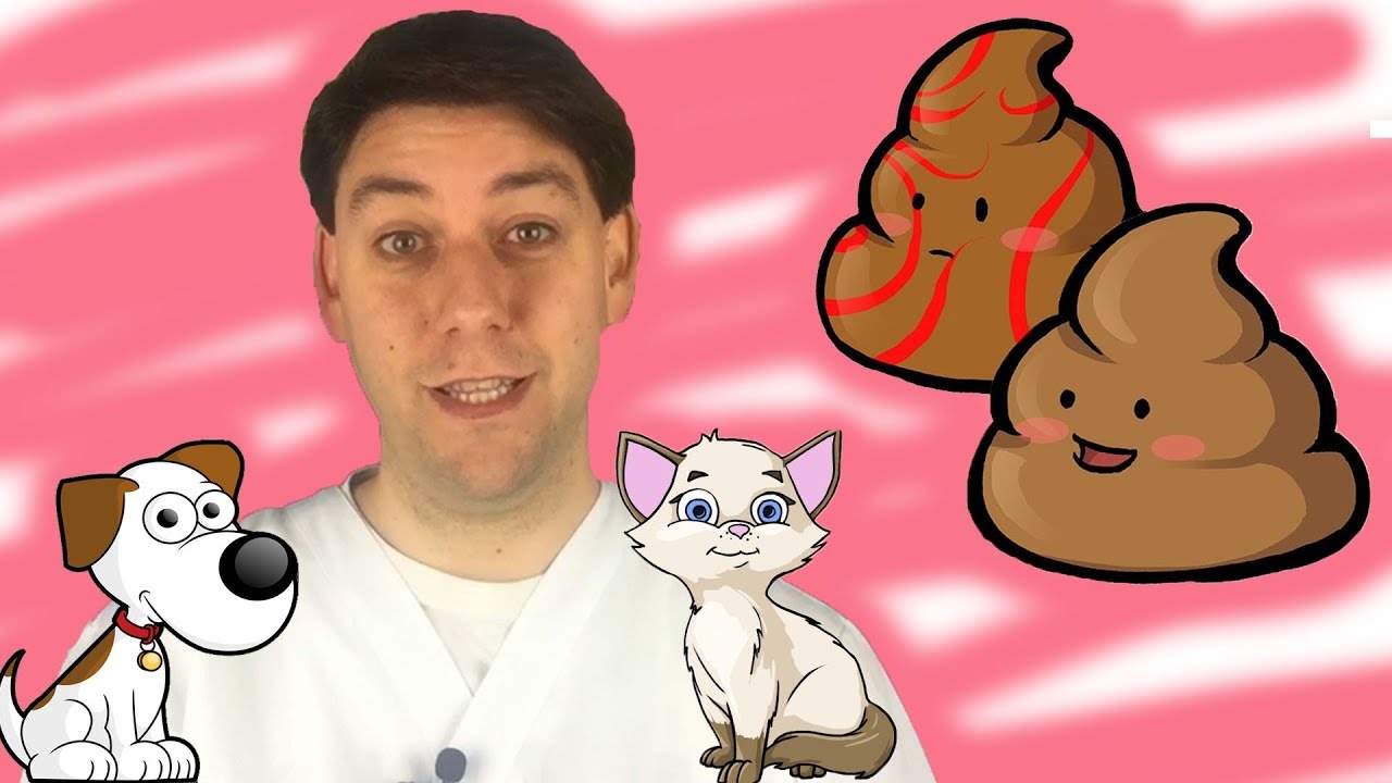 come deve essere la cacca del gatto