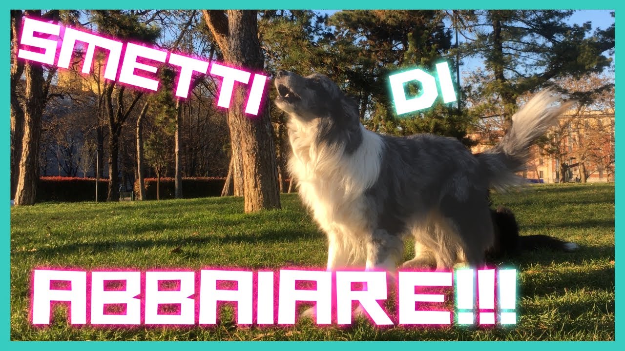 come educare il cane a non abbaiare