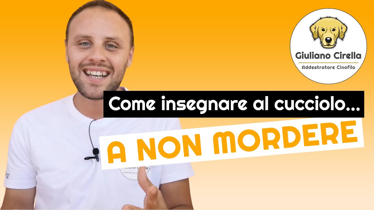 come educare un cane a non mordere