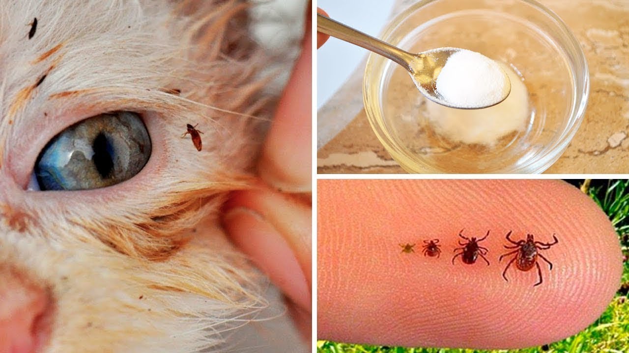 come eliminare le pulci del gatto