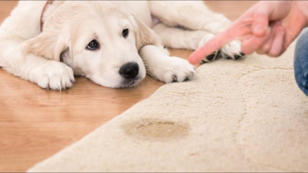 come eliminare l'odore di pipì del cane