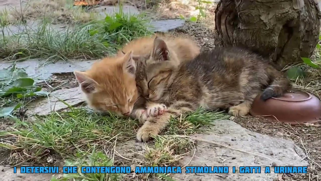 come far fare la cacca al gatto
