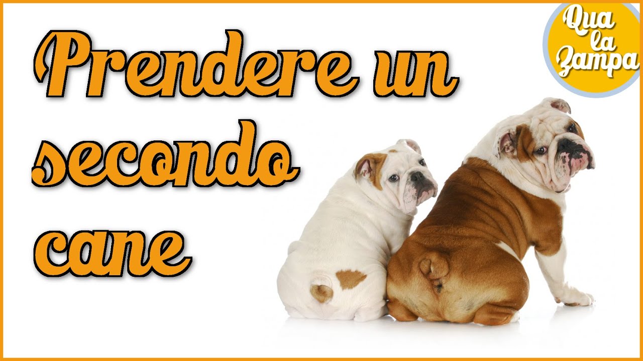 come fare andare d'accordo due cani