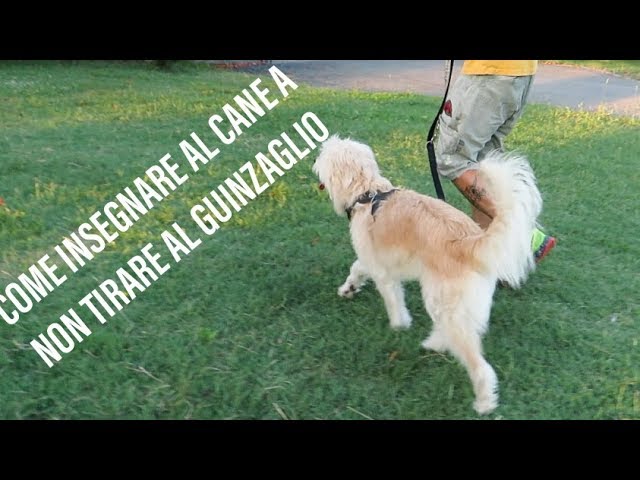 come insegnare al cane a non tirare