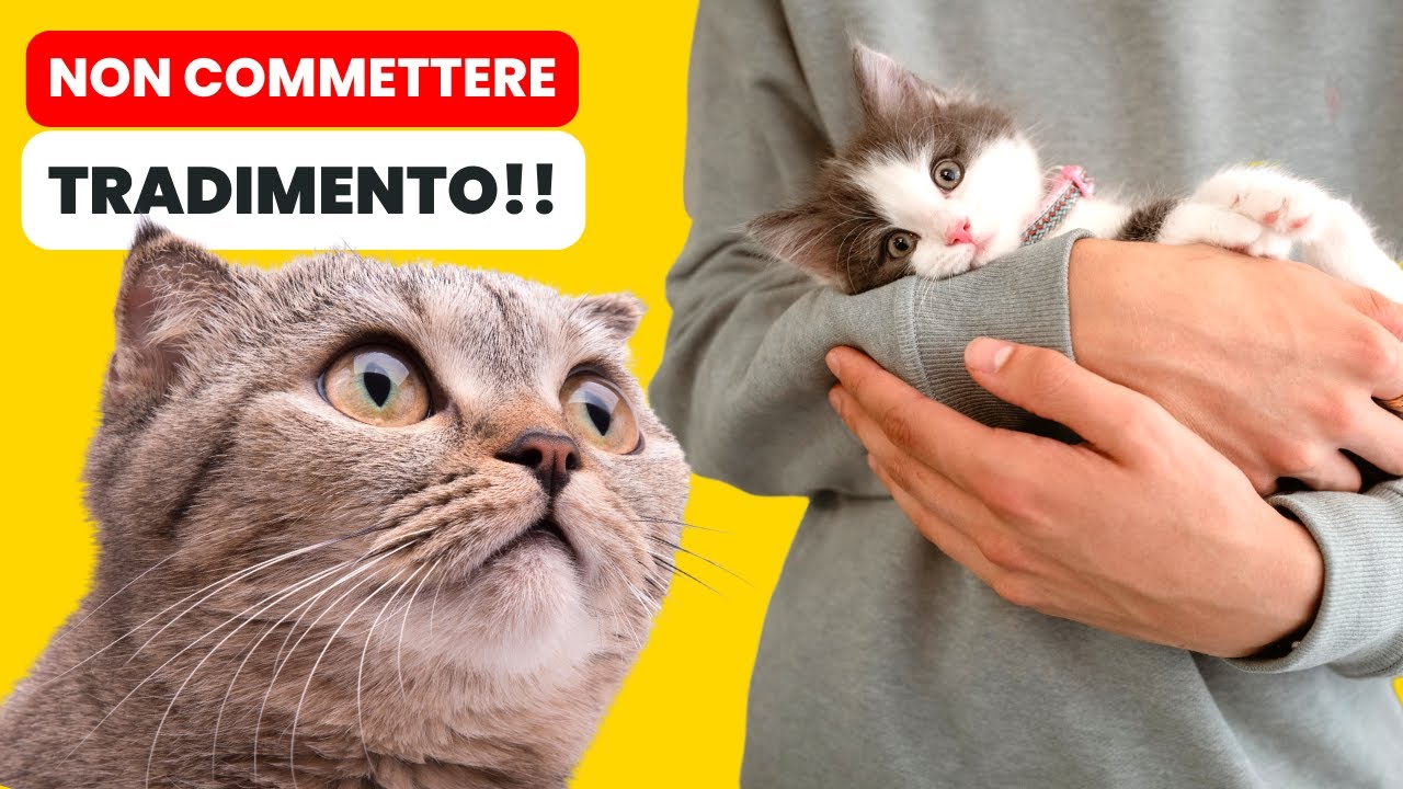 come introdurre un nuovo gatto adulto in casa
