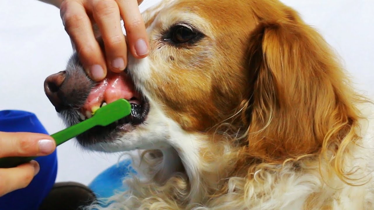 come lavare i denti al cane senza dentifricio