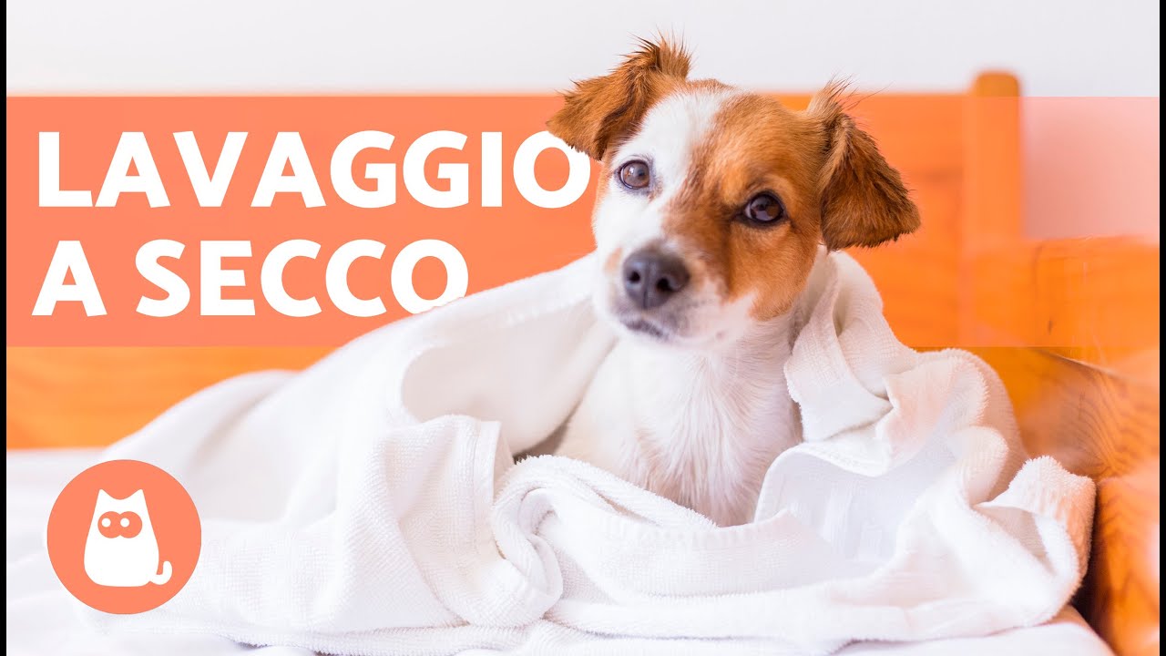 come lavare il cane a secco