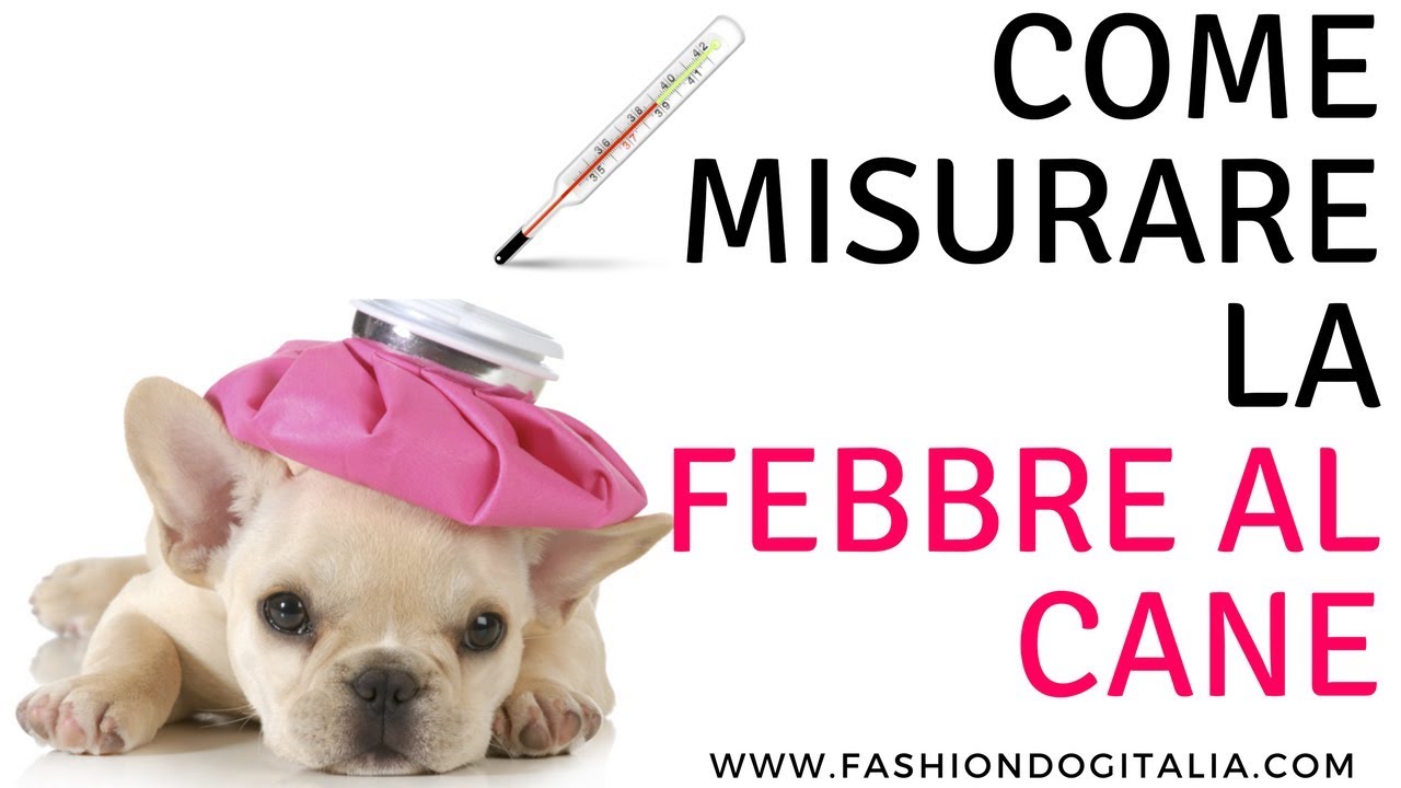 come misurare la febbre al cane