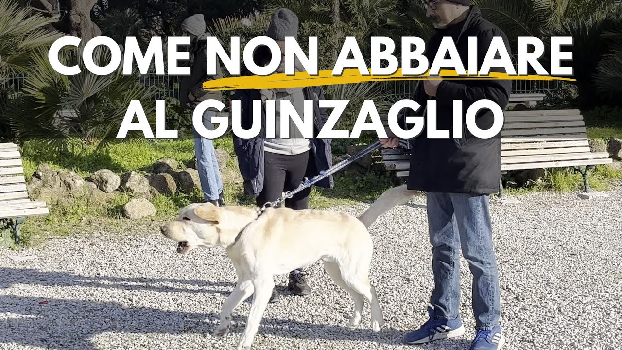 come non far abbaiare il cane in passeggiata
