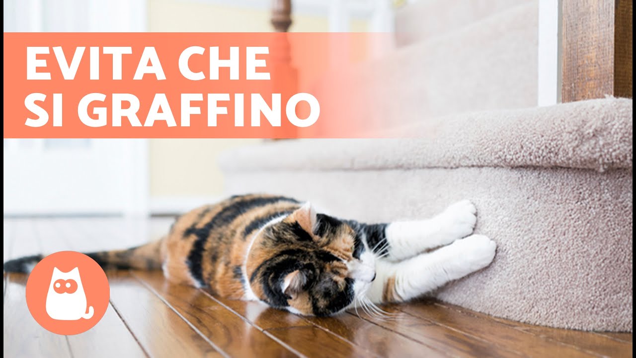 come non far graffiare il divano al gatto