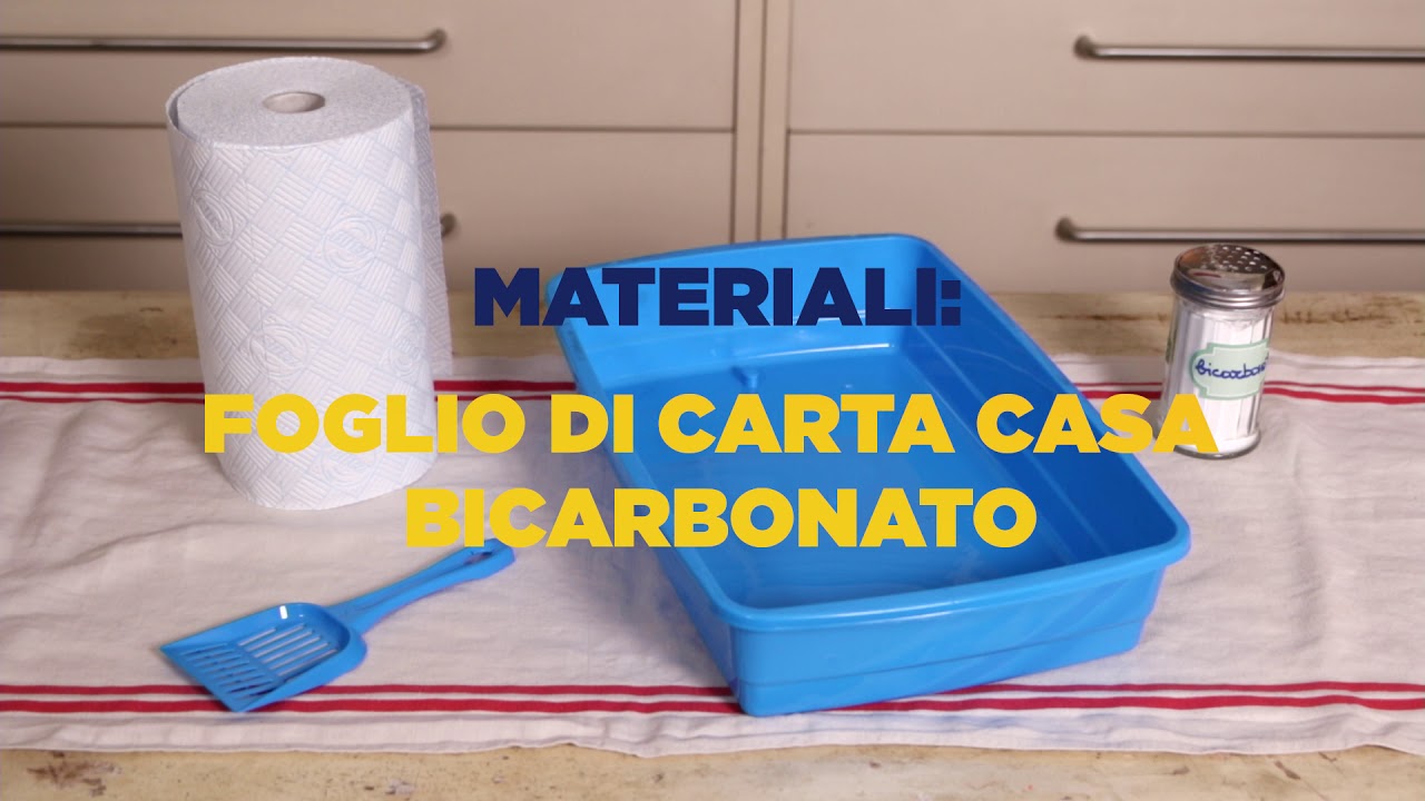 come non far puzzare la lettiera del gatto